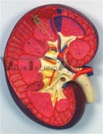 Kidney Section Model, 3 times full-size